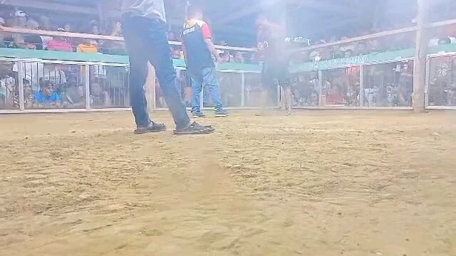 2 wins ulutan, bulik sa atin dec 20, 2023 win
