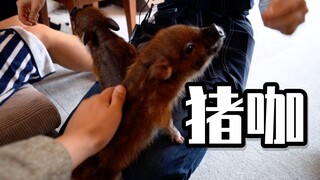 日本开了一家可以撸猪的咖啡，一起去撸猪吧！