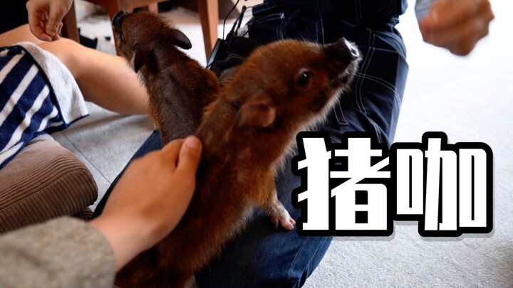 日本开了一家可以撸猪的咖啡，一起去撸猪吧！
