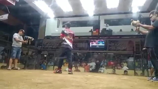 4stag darasa nov 22 4th fight vs .DEC 9 4 stag san jose.  WIN CHAMPION