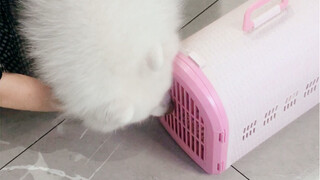 The dog is really getting anxious! Just take a look and you'll understand.