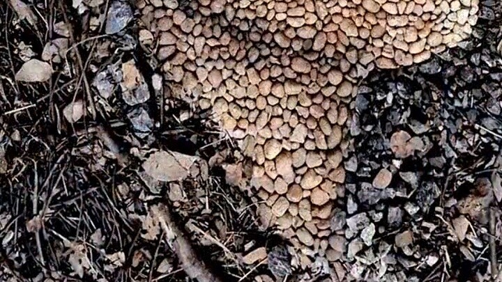 While I was arguing with a dog, my English level actually broke through level 10. Just when I though