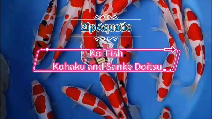 beautiful kohaku and sanke doitsu koi fish