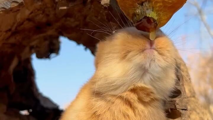 Bunny taste honey