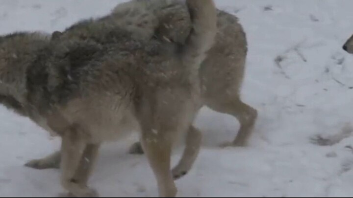 The Boy Who Cried Wolf...... #trending #bilibili