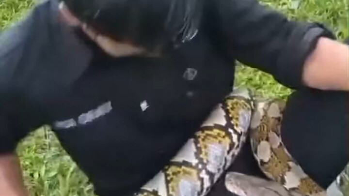 Self-Rescue Tutorial After Being Bitten on the Genitals by a Python