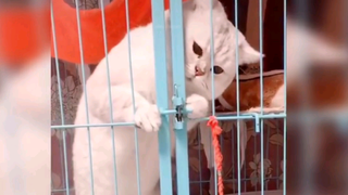 เปิดประตูให้หน่อยสิ