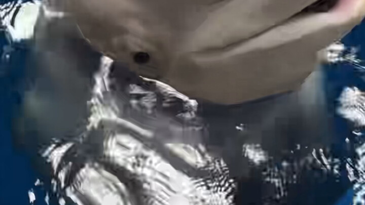 จุดจุดหมู: หยินซือของฉันหมดแล้ว