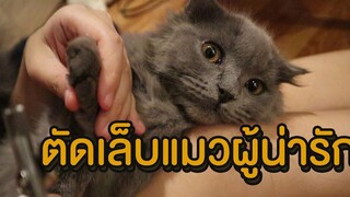 ตัดเล็บแมวผู้น่ารัก