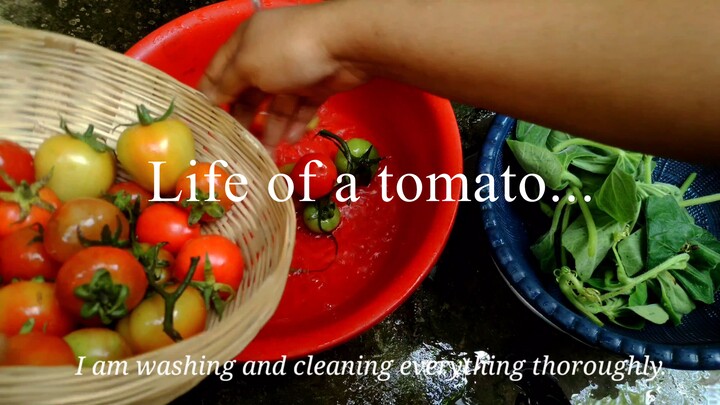 life of tomato from plant to table