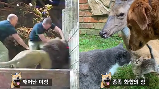 ช่วงเวลาที่สัญชาตญาณการล่าที่ซ่อนอยู่ของสิงโตตื่นขึ้น มีมสัตว์ตลกๆ