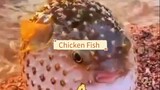 Chicken Fish
