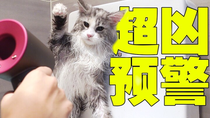 أول حمّام لقطة ماين كون في منزلها الجديد: مجفف الشعر يتلقى علقة ساخنة! القطة المدلّلة تفقد أعصابها!