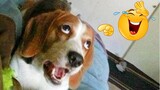 FUNNY DOG Videos That Will Cure Your Bad Day - 🤣 LAUGH at FUNNY DOGS compilation