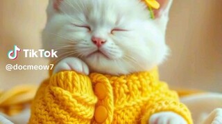 baby cat