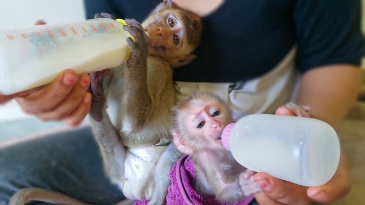 Most Peaceful Moment!! Tiny adorable Luca & Toto are having milk together very happy