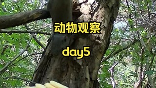 Day5 | 在山上放一盘食物，能招来什么小动物