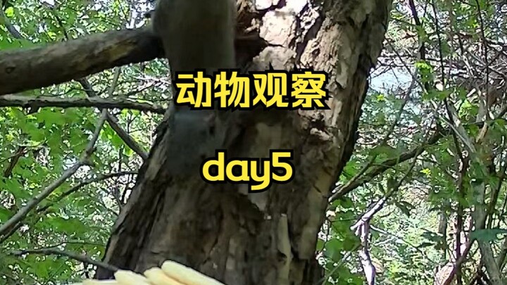 Day5 | 在山上放一盘食物，能招来什么小动物