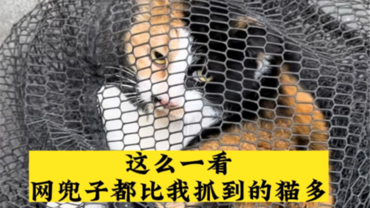 Looking at it this way, I’ve caught more nets than cats.