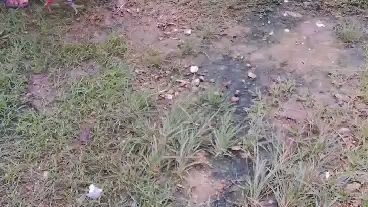 second spar🥰,Boston Roundhead vs McLean hatch x unknown