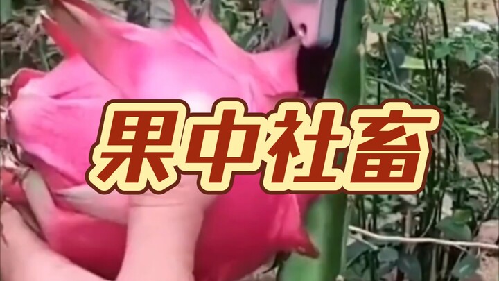 The "Workhorses" Among Fruits