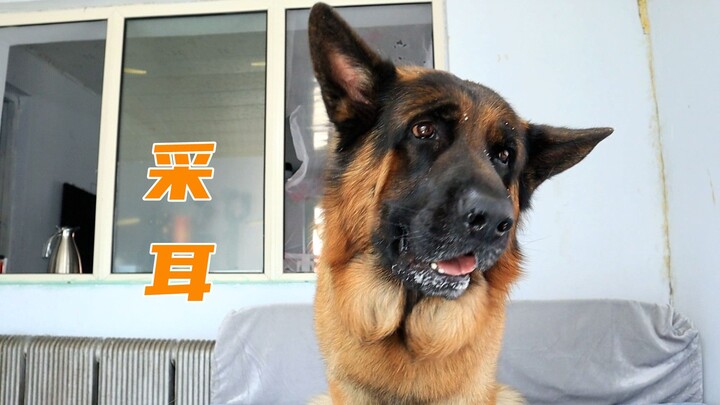 After his ears were cleaned, the German Shepherd’s ears split open and he was teased by the whole fa