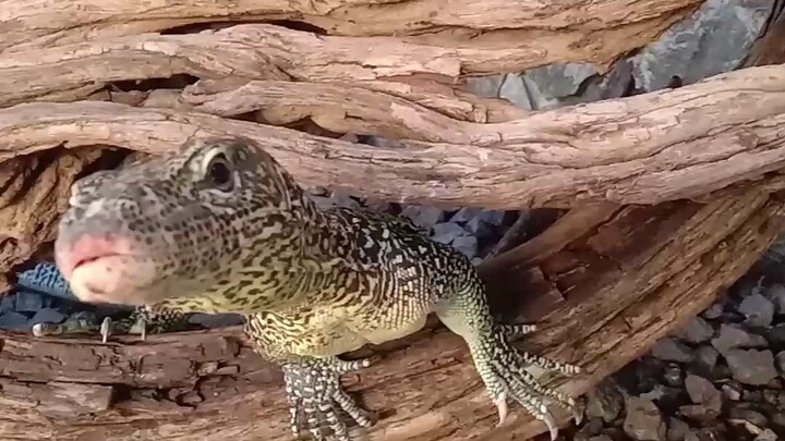 Biawak ekor biru ( Varanus Doreanus)