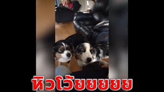 BestVines ฉบับสัตว์โลก EP.10 [พากย์นรก]