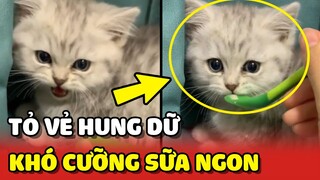 Bé mèo tỏ ra HUNG DỮ nhưng KHÔNG THỂ CƯỠNG LẠI đồ ăn ngon 😂 | Yêu Lu