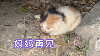 猫妈：你跟他们走吧，不要和我流浪了