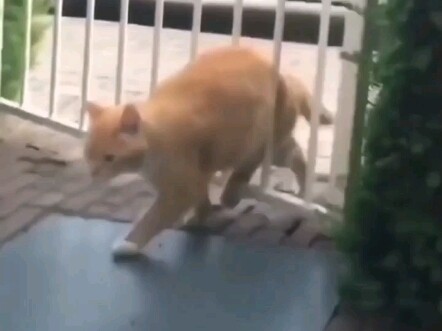 哈基米与哈集美被门卡住