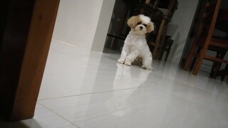 puppies playfight