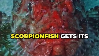 Scorpionfish Explained: How It Got Its Name and Why It's So Dangerous