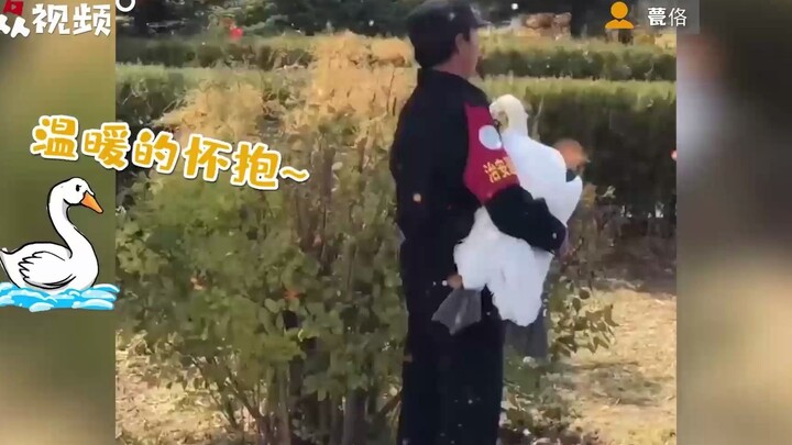 Swans at the campus line up waiting for security guards to give them hugs—aren't we all just babies 