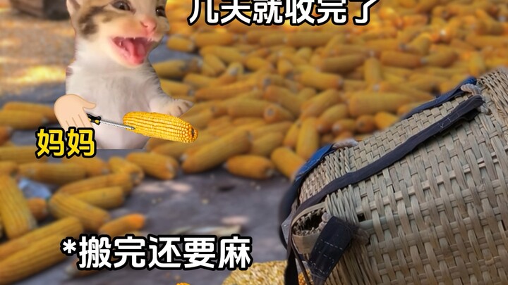 Cuộc sống thường ngày của trẻ em nông thôn trong kỳ nghỉ hè #Kịch ngắn meme về mèo #Hồi ức #Tuổi thơ