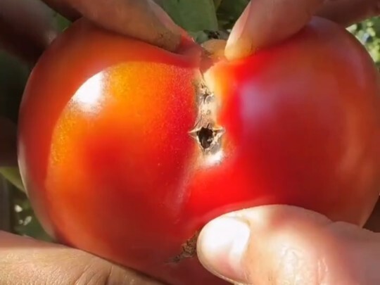 Rèn luyện kỹ năng trừu tượng miệt mài... vẫn không bằng tuyển thủ thiên phú à #64