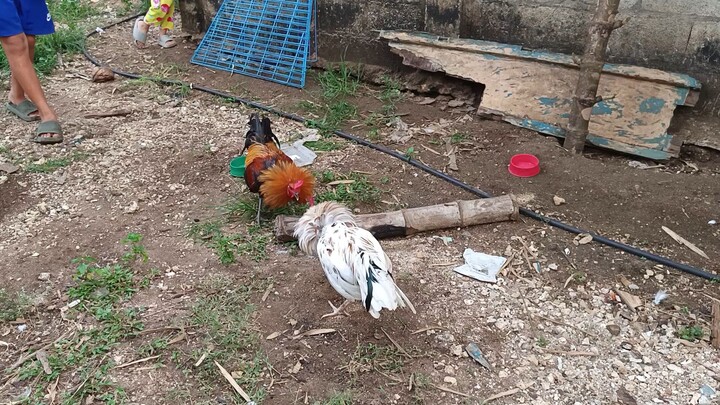 White Kelso x Leiper Grey VS Navajero Gilmore spar