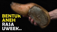 INILAH JENIS HEWAN AIR DENGAN BENTUK NYELENEH TAPI ENAK DI LIDAH