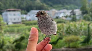 鸟真的会吵架，样子还挺可爱。。。