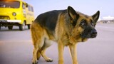 Loyal Dog Waits For Owner After Being Abandoned In Airport