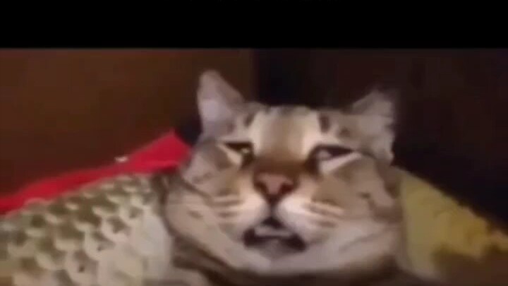 5 min cat