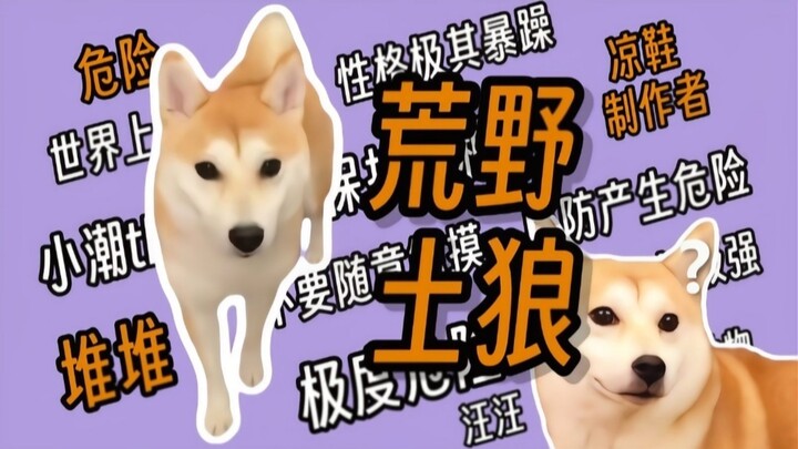 Coba tebak, kenapa Duidui suka menggigit Xiaochao?