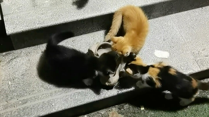 Three cats kept chasing me, refusing to let me leave.