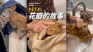 Chú mèo được cứu hộ này đã trải qua một cuộc đời đầy đau khổ, khiến tôi nghĩ ngay đến chú ngựa trước