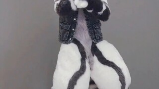Tired of watching humans dance? ? Come and see the beastmen!! [Silver Carbon] Twice-Feel Special [Fu