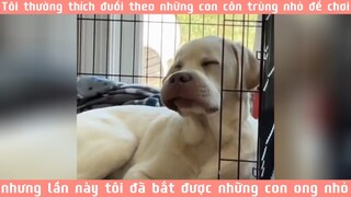 Những chiếc chốn lò tinh nghịch =))) haihuocvuinhon