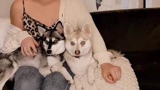 Ask us a question and we can do pt 2! alaskankleekai dogmom mydogs fyp