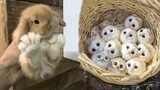 AWW SO CUTE! Cutest baby animals Videos Compilation Cute moment of the Animals - Cutest Animals #23