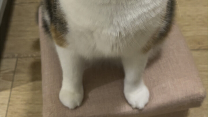 عوداً من عيدان الأكل يحملان قرع شتوي كبير