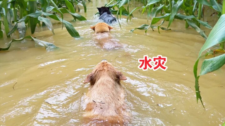 There is a flood at home, and these dogs are all my property, so let’s move forward and retreat toge